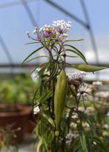 A close-up of an aquatic milkweed stem and pod. 