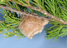 A light brown mass of eggs hangs on the underside of a small cedar branch.