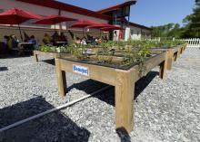 Students at North Bay Elementary School in Biloxi, Mississippi, observe the new school garden planted in salad tables.