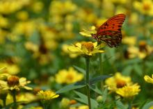 A butterfly gathers nectar from a yellow flower in a group of yellow flowers.