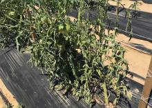 The leaves of green tomato plants droop on the plants