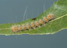 A single fuzzy, brown caterpillar with muted orange spots is seen on a leaf.
