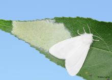 A white moth rests on a green leaf beside a single layer of dozens of round, white eggs laid in a mass.