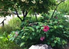 A green bush with large, pink blooms is positioned behind a large, white rock and under a shading tree that displays round, white blooms.