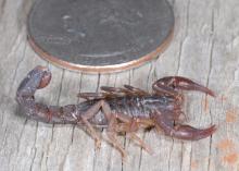 A small, brown scorpion with tail curled is pictured next to a quarter.