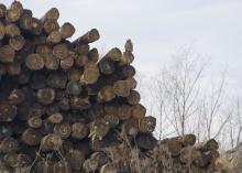 The cut ends show in a pile of logs stacked tall against a pale, winter sky.