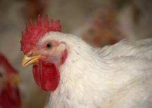 A close-up of a commercial chicken with white feathers is shown in the right three-quarters of the foreground with other chickens blurred in the background.