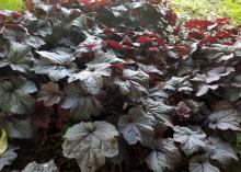 Dark red, almost black leaves clump together.