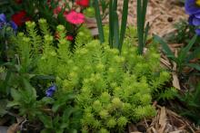 Upright stems of a low-lying chartreuse plant sprout from a landscape bed.