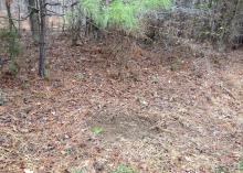 Dry leaves and pine straw are cleared away in a round, bare area on the ground below small pine branches. 