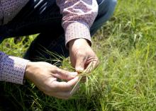 A man’s hands are pictured holding a stem of grass.