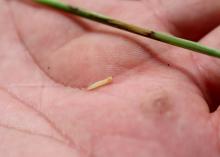 A white worm rests on a hand next to a grass stem.