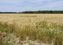 Large field of mature, golden wheat with green trees on the far side.