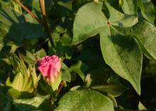 A pink cotton bloom sits among green leaves.