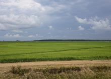 Very large field of green rice plants bordered by a dirt path on the near side and trees on the far side.