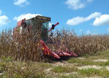 A red combine emerges from a field of dried corn.
