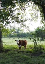 One red and white cow faces the camera while standing in a pasture green with grass and trees.