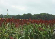 Hundreds of reddish-brown heads of grain sorghum rise above green stalks in a field.