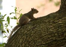 A gray squirrel pauses as it climbs a tree.