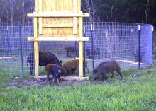 Several brown and multicolored adult and young hogs sniff the ground inside and outside a round wire pen with a wooden door suspended over the opening.