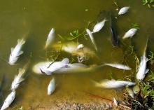 Several dead catfish and other fish species float clustered along  the edge of a pond.