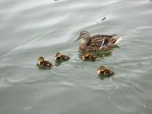 A mother duck floats with her four babies on a pond.