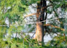 red-winged blackbird on a wire