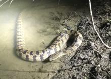 Bright light shines on a large black and gray snake in the water along a pond’s edge at night.