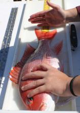 A left hand holds a mostly red fish down with a right hand marking the tail’s end on a measuring tape.