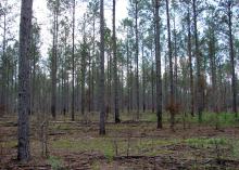 Tall, thinned pines in a wooded area with visible sky overhead. Ground plants are slowly beginning to grow.