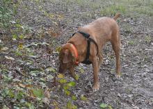 Large, reddish-brown dog wearing a shoulder harness sniffs the ground in a wooded area.