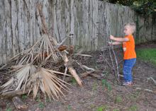 Preschool boy places a dead tree branch on a pile of limbs and leaves located beside an old, wooden privacy fence.