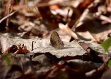 Tan-colored butterfly rests on top of a dry leaf.