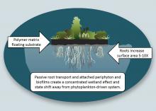 Illustration shows plants growing above water’s surface with root system below.