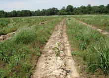 A large field with tree seedlings growing in the middle of a long row void of other plants. Adjacent rows are full of grasses and weeds.