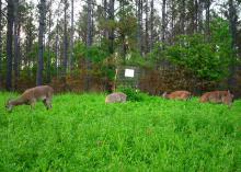 Four deer graze in tall, lush clover with thinned pines in the background.