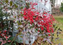 A row of red and green nankin bushes stretches along a wooden fence.