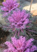 Grayish-purple kale plants are displayed, each with light purple centers.