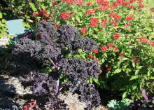 Upright, purple kale is seen in front of red-blooming flowers.