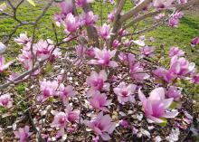 Although often pruned to a small tree, saucer magnolias can reach up to 40 feet tall. (Photo by MSU Extension/Gary Bachman)