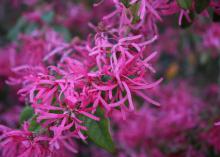 Deep pink blossoms cover the mostly bare branches of a shrub.
