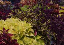 A landscape bed is full of various shades of red and yellow coleus plants.