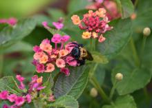 A bumblebee stands on the multi-colored flowers of a lantana bloom.