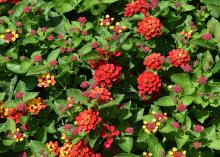 Clusters of bright red flowers are seen on a background of green leaves.