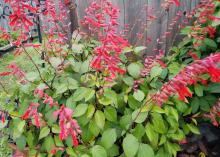 Wendy’s Wish salvia is a tough plant that thrives in hot and humid summers with vivid, magenta-pink flowers and maroon stems. (Photo by MSU Extension/Gary Bachman)