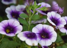 White flowers with deep purple centers  lie above green leaves.