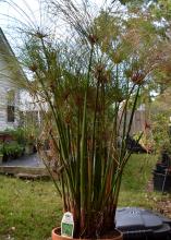 Upright stems of a papyrus plant are topped by umbrella-like rays.