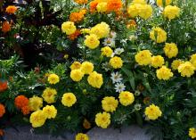 Yellow marigolds are pictured in front of orange marigolds.