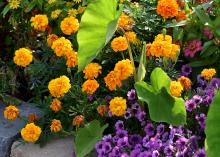 Orange marigolds grow in a bed with purple blooms and green elephant ears.