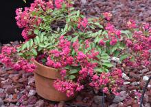  A brown clay pot contains a small bush with pink flowers.